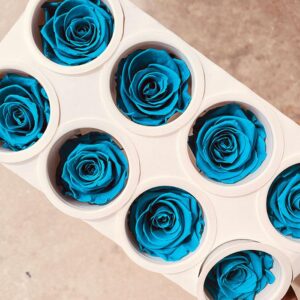 Roses, Aqua Marine, Preserved, x8 blooms, 5cm (Kiara®)