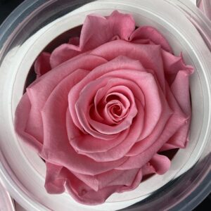 Roses, Baby Pink, Preserved, x6 blooms, 6cm (Kiara®)