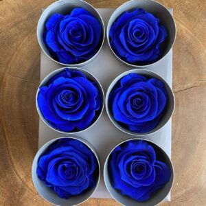 Roses, Blue, Preserved, x6 blooms, 5cm (Verdissimo®)