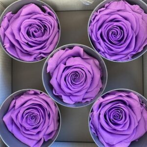 Roses, Bright Lilac, Preserved, x5 blooms, 7cm (Verdissimo®)