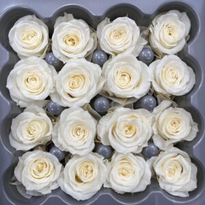 Roses, Champagne, Preserved, x16 blooms, 2cm (Verdissimo®)