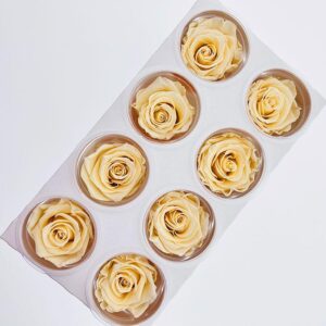 Roses, Champagne Cream, Preserved, x8 blooms, 5cm (Kiara®)