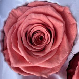 Roses, Papaya Pink, Preserved, x6 blooms, 6cm (Every Love®)