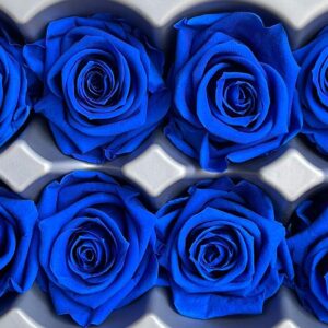 Roses, Blue, Preserved, x8 blooms, 4cm (Verdissimo®)