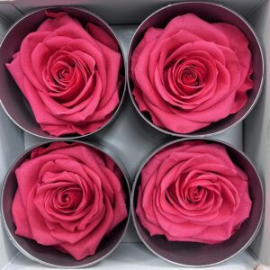 Roses, Deep Pink, Preserved, x4 blooms, 8cm (Verdissimo®)