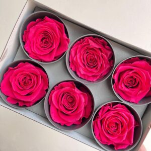 Roses, Cerise Pink, Preserved, x6 blooms, 5cm (Verdissimo®)