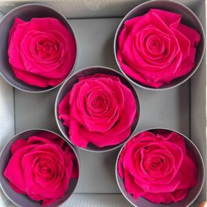 Roses, Deep Pink, Preserved, x5 blooms, 7cm (Verdissimo®)