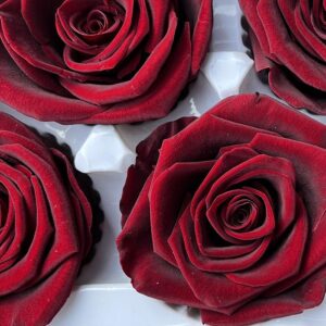 Roses, Burgundy Dark Red, Preserved, x6 blooms, 6cm (Every Love®)