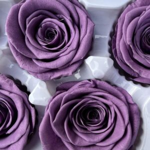 Roses, Lavender Purple, Preserved, x6 blooms, 6cm (Every Love®)