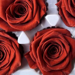 Roses, Vermillion, Burnt Orange, Preserved, x6 blooms, 6cm (Every Love®)