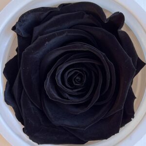 Roses, ‘Black Beauty’ Preserved, x6 blooms, 6cm (Kiara®)