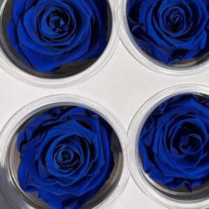 Roses, Dark Navy Blue, Preserved, x8 blooms, 5cm (Kiara®)