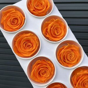 Roses, ‘Orange Flame’, Preserved, x8 blooms, 5cm (Kiara®)