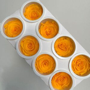 Roses, Sunny Yellow, Preserved, x8 blooms, 5cm (Kiara®)