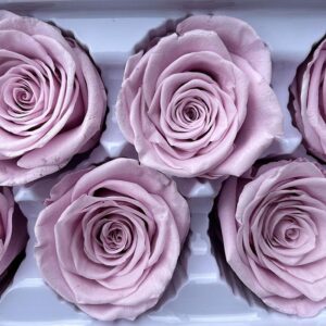 Roses, Antique Light Pink, Preserved, x6 blooms, 6cm (Every Love®)