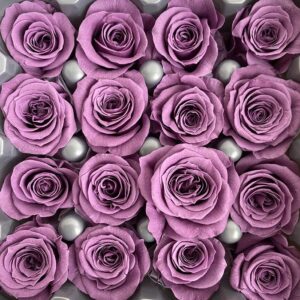 Roses, Vintage Lilac, Preserved, x16 blooms, 2cm (Verdissimo®)