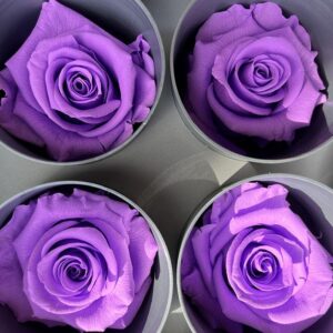 Roses, Bright Lilac, Preserved, x6 blooms, 5cm (Verdissimo®)