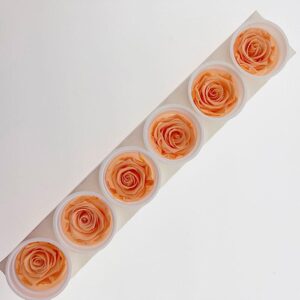 Roses, Perfect Peach, Preserved, x6 blooms, 6cm (Kiara®)