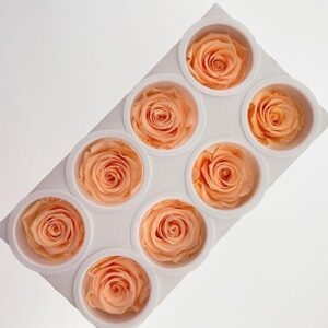 Roses, Perfect Peach, Preserved, x8 blooms, 5cm (Kiara®)