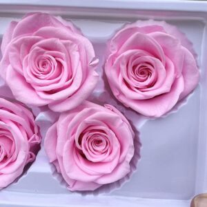 Roses, Candy Floss Pink, Preserved, x6 blooms, 6cm (Every Love®)