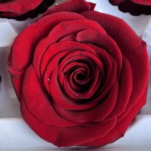 Roses, Red, Preserved, x6 blooms, 6cm (Every Love®)