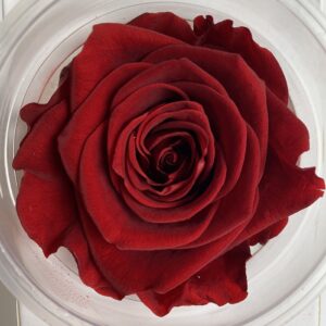 Roses, Royal Red, Preserved, x6 blooms, 6cm (Kiara®)