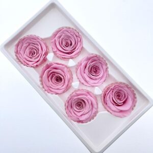 Roses, Sakura Pink, Preserved, x6 blooms, 6cm (Every Love®)