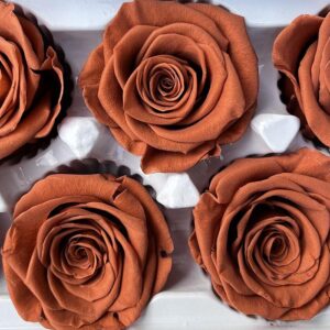 Roses, Terracotta Orange, Preserved, x6 blooms, 6cm (Every Love®)