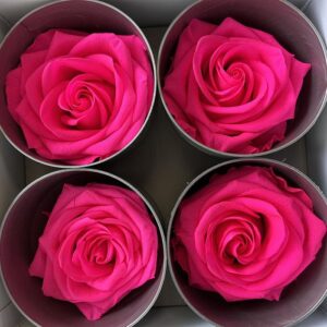 Roses, Bright Pink, Preserved, x4 blooms, 8cm (Verdissimo®)