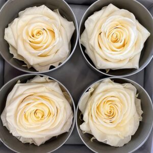 Roses, Vanilla Cream, Preserved, x4 blooms, 8cm (Verdissimo®)