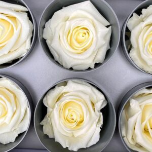 Roses, Vanilla Cream, Preserved, x6 blooms, 5cm (Verdissimo®)