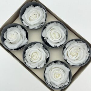 Roses, White, Preserved, x6 blooms, 5cm (Verdissimo®)