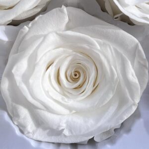 Roses, White, Preserved, x8 blooms, 5cm (Every Love®)