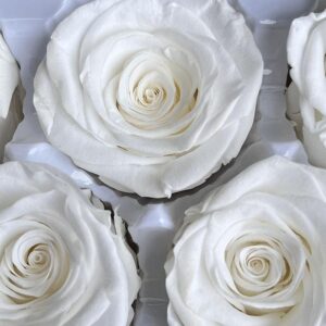 Roses, White, Preserved, x6 blooms, 6cm (Every Love®)