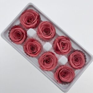Roses, Dusky Coral Pink, Preserved, x8 blooms, 5cm (Every Love®)