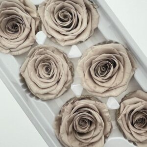 Roses, Ash Silver, Preserved, x6 blooms, 6cm (Every Love®)