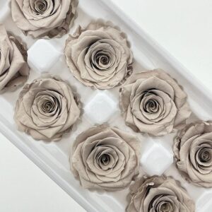 Roses, Ash Silver, Preserved, x8 blooms, 5cm (Every Love®)