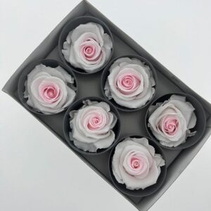 Roses, White and Pink, Preserved, x6 blooms, 5cm (Verdissimo®)