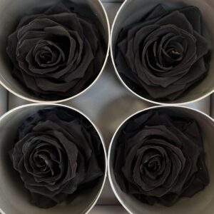 Roses, Black, Preserved, x4 blooms, 8cm (Verdissimo®)