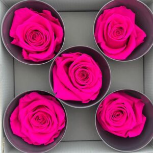 Roses, Bright Pink, Preserved, x5 blooms, 7cm (Verdissimo®)