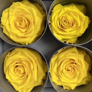 Roses, Bright Yellow, Preserved, x4 blooms, 8cm (Verdissimo®)
