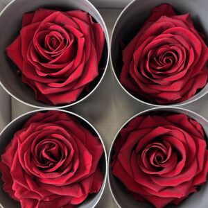 Roses, Burgundy Dark Red, Preserved, x4 blooms, 8cm (Verdissimo®)