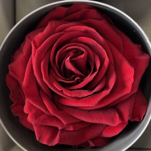 Roses, Burgundy Dark Red, Preserved, x6 blooms, 5cm (Verdissimo®)