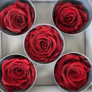 Roses, Burgundy Dark Red, Preserved, x5 blooms, 7cm (Verdissimo®)