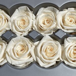 Roses, Champagne, Preserved, x8 blooms, 4cm (Verdissimo®)