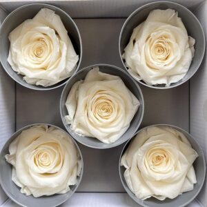 Roses, Champagne, Preserved, x5 blooms, 7cm (Verdissimo®)
