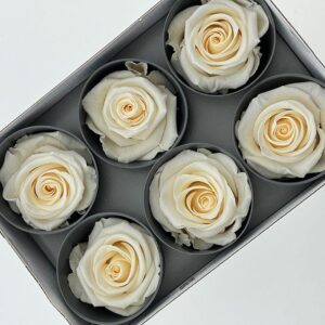 Roses, Champagne, Preserved, x6 blooms, 5cm (Verdissimo®)
