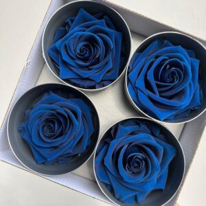 Roses, Midnight Blue, Preserved, x4 blooms, 8cm (Verdissimo®)