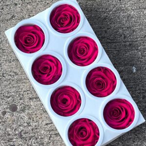 Roses, Hot Magenta Pink, Preserved, x8 blooms, 5cm (Kiara®)
