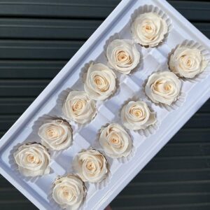 Roses, Ivory Champagne, Preserved, x12 blooms, 4cm (Every Love®)